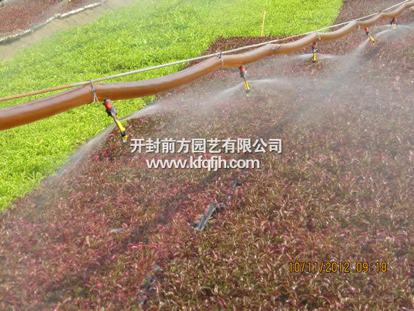 開封前方園藝——五色草種苗廠家直銷