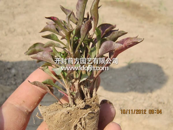 開封前方園藝——五色草種苗廠家直銷