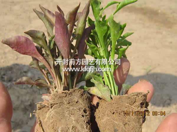 開封前方園藝——五色草種苗廠家直銷