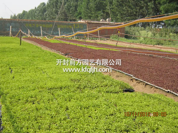 開封前方園藝——五色草種苗廠家直銷