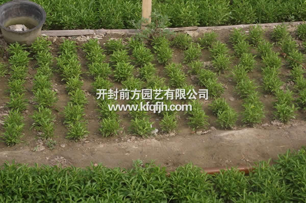 開(kāi)封前方園藝——五色草種苗廠(chǎng)家直銷(xiāo)