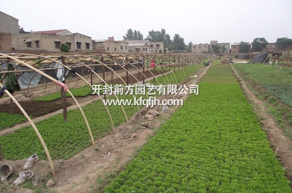 開(kāi)封前方園藝——五色草基地實(shí)景廠(chǎng)家直銷(xiāo)