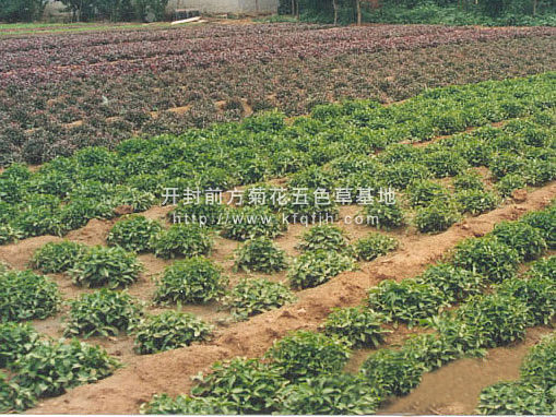 開(kāi)封前方園藝——五色草種苗廠(chǎng)家直銷(xiāo)